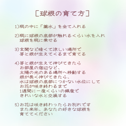 風信子水栽培セット 球根の育て方 雨花 Uka