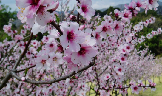 アーモンドの花🌼 | 江上木楽園