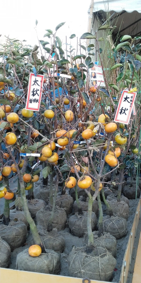 鹿児島の木市珍しい果物満載 江上木楽園