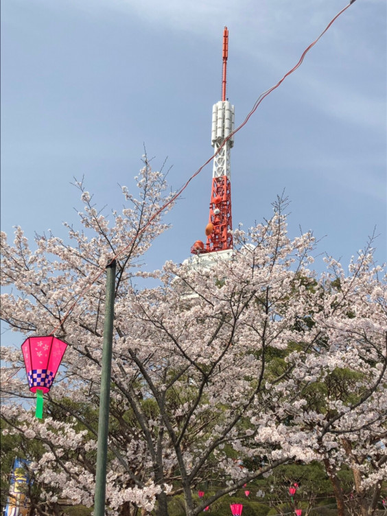 八幡山お花見 Treasure Tree