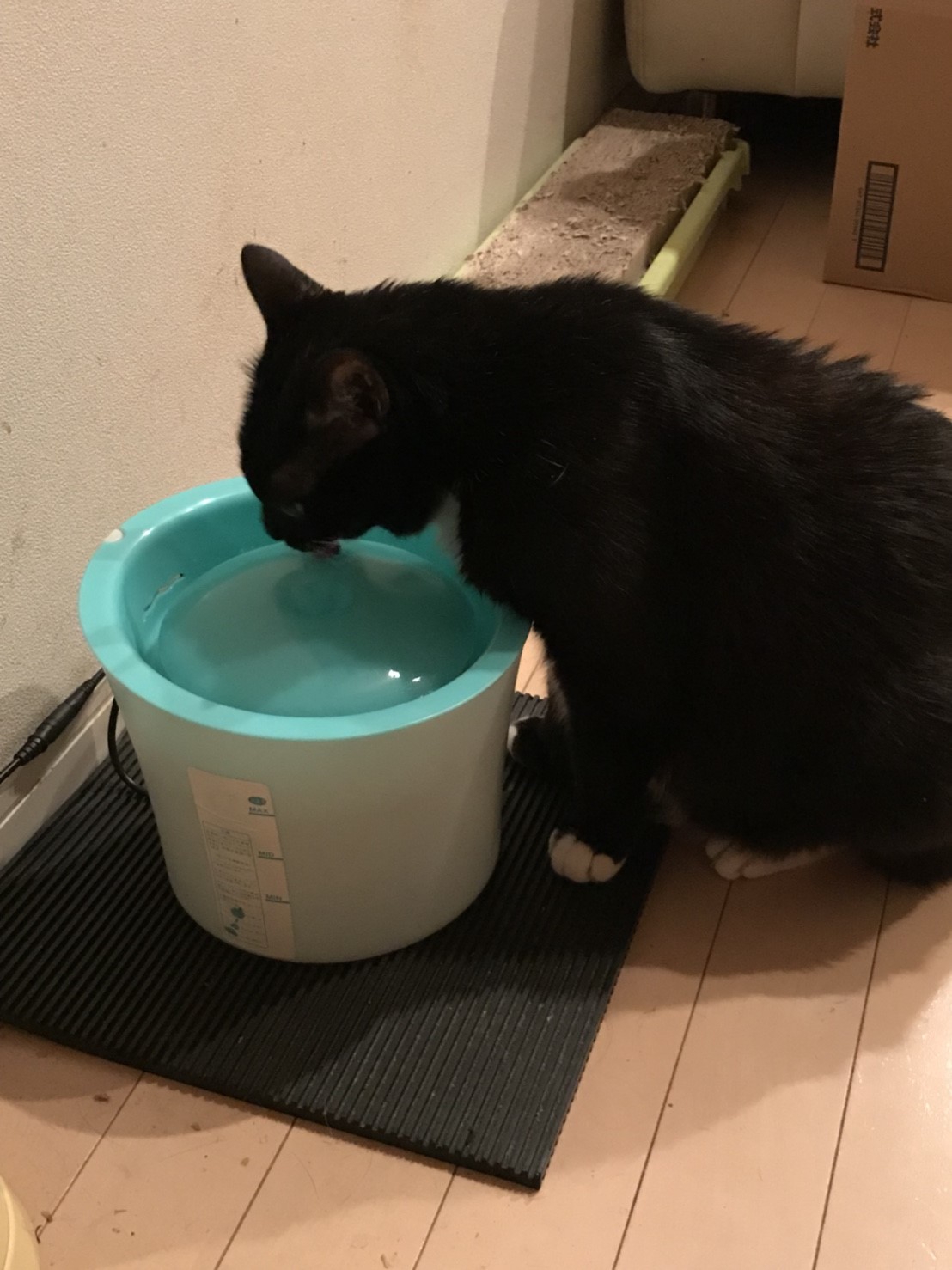 2018 夏 バテるねこたち  necojarashi.com