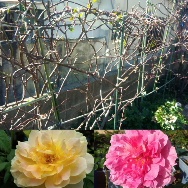 薔薇の剪定 誘引承ります 薔薇とバルーンの店 Art Life