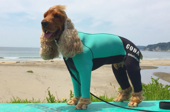 サーフィン犬のコーダと浅野さん いつも一緒 最高のパートナー Inutonekoto