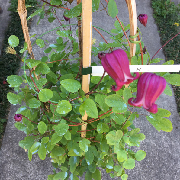 植物入荷しています Dici Peu 川越花屋 フラワーアレンジメント教室主宰