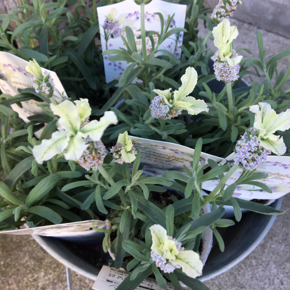 おうち時間 Dici Peu 川越花屋 フラワーアレンジメント教室主宰