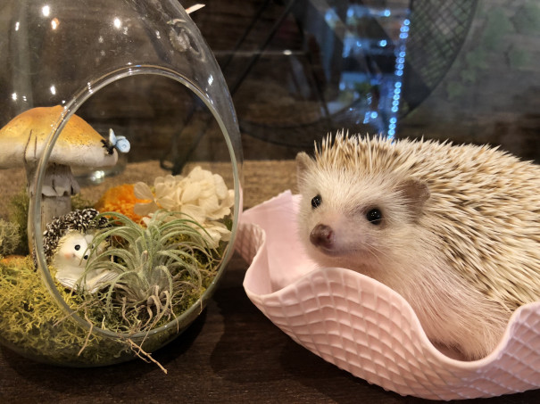 ここな 名古屋栄店 ハリネズミ専門カフェ Harry Wood 名古屋栄店