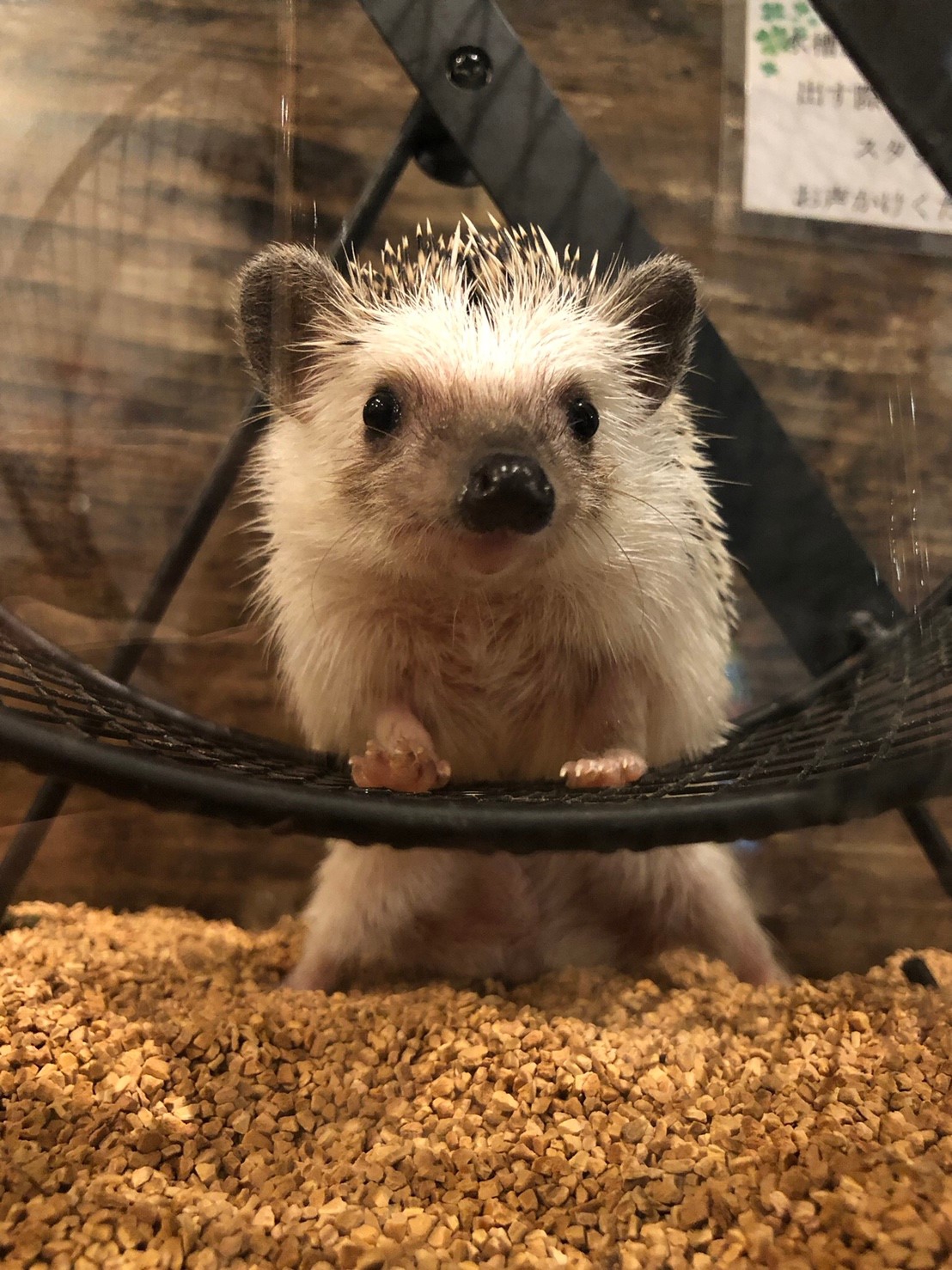 ハリネズミカフェ ハリネズミ 回し車 ハリネズミに回し車は必要では