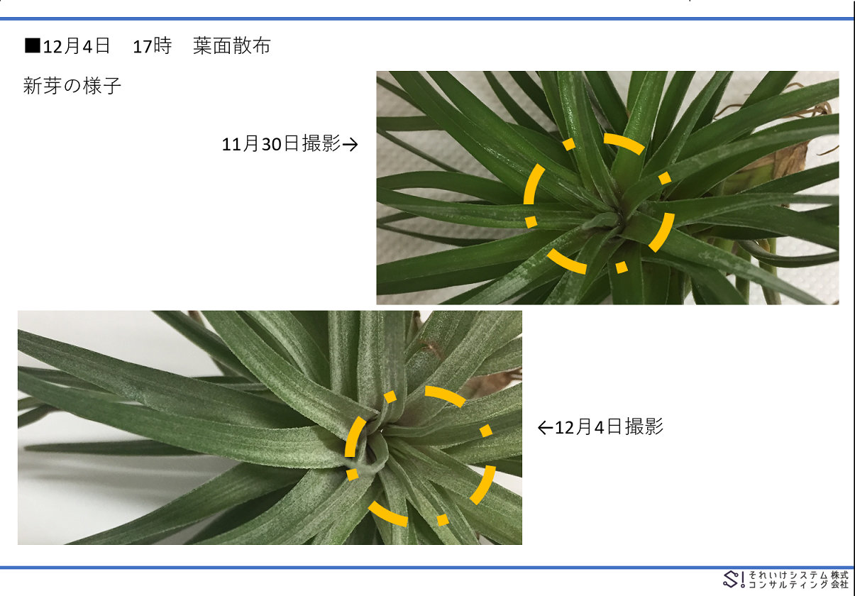 ストリクタ パープルスパイラル 5日目 それいけ園芸店の店長ブログ