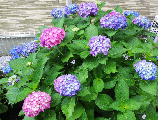 紫陽花 八分咲き Uribow Design Studio 紫陽花 八分咲き Uribow Design Studio