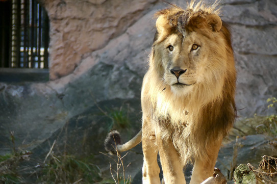 ライオンのソラ君 I Love Higashiyama Zoo