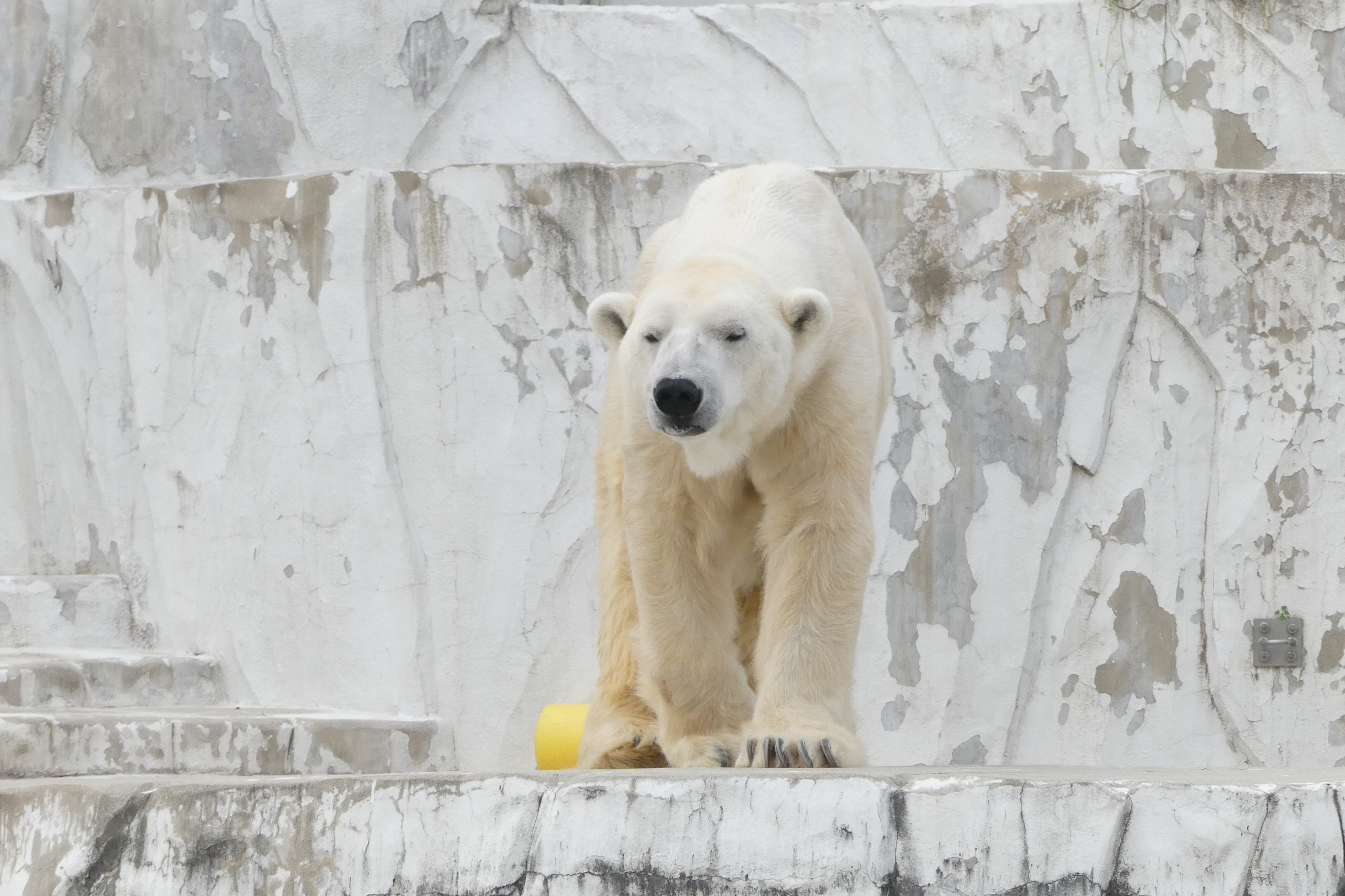 東山動物園の動物２ I Love Higashiyama Zoo