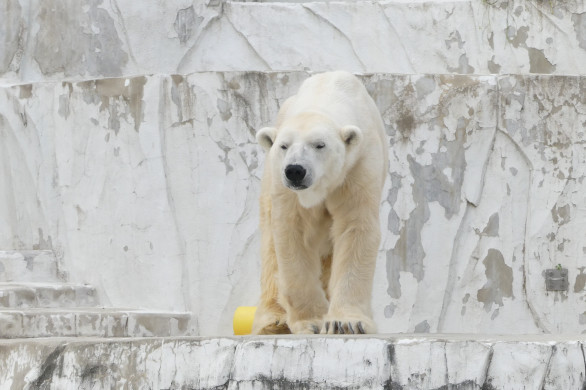 東山動物園の動物２ I Love Higashiyama Zoo