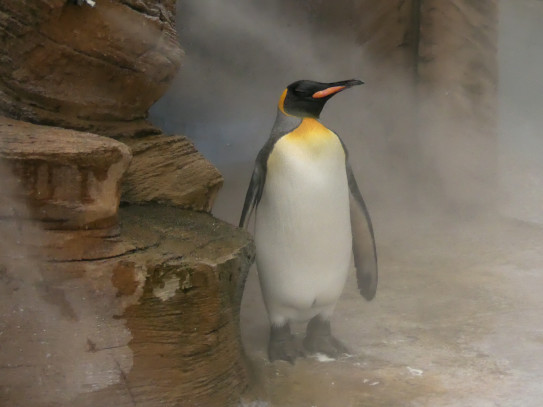 キングペンギンのキンペー君 I Love Higashiyama Zoo