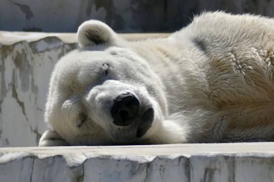 I Love Higashiyama Zoo