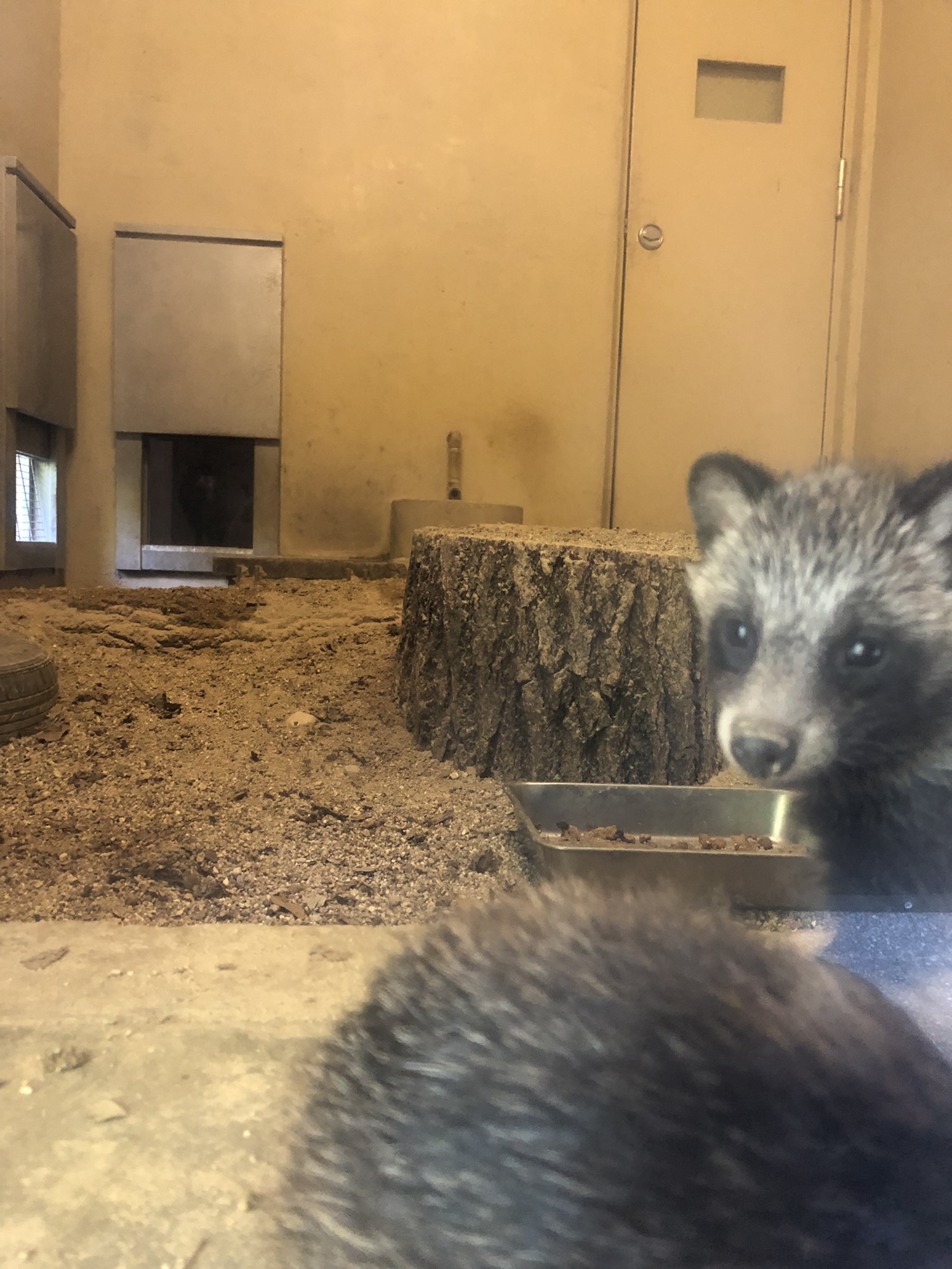 たぬきの赤ちゃん | I Love Higashiyama Zoo❣️
