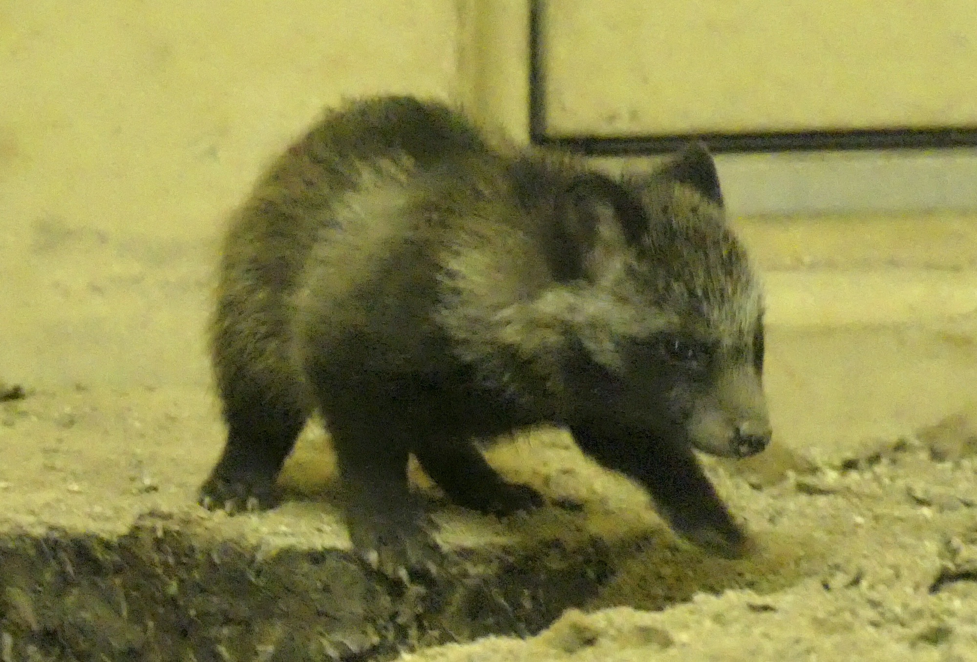 たぬきの赤ちゃん | I Love Higashiyama Zoo❣️