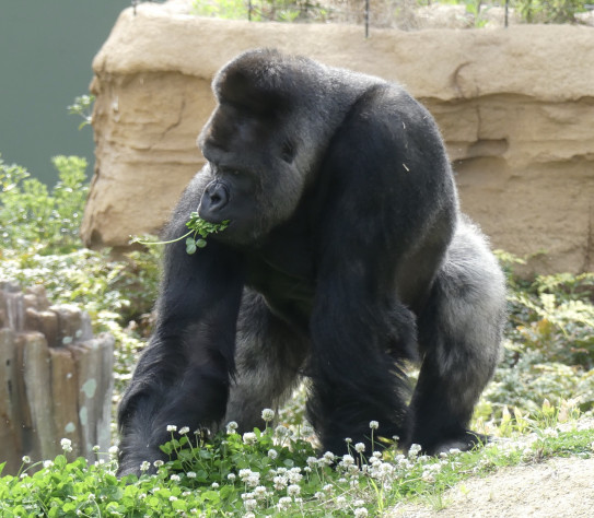 イケメンゴリラ シャバーニ I Love Higashiyama Zoo