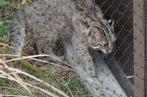 ツシマヤマネコ I Love Higashiyama Zoo