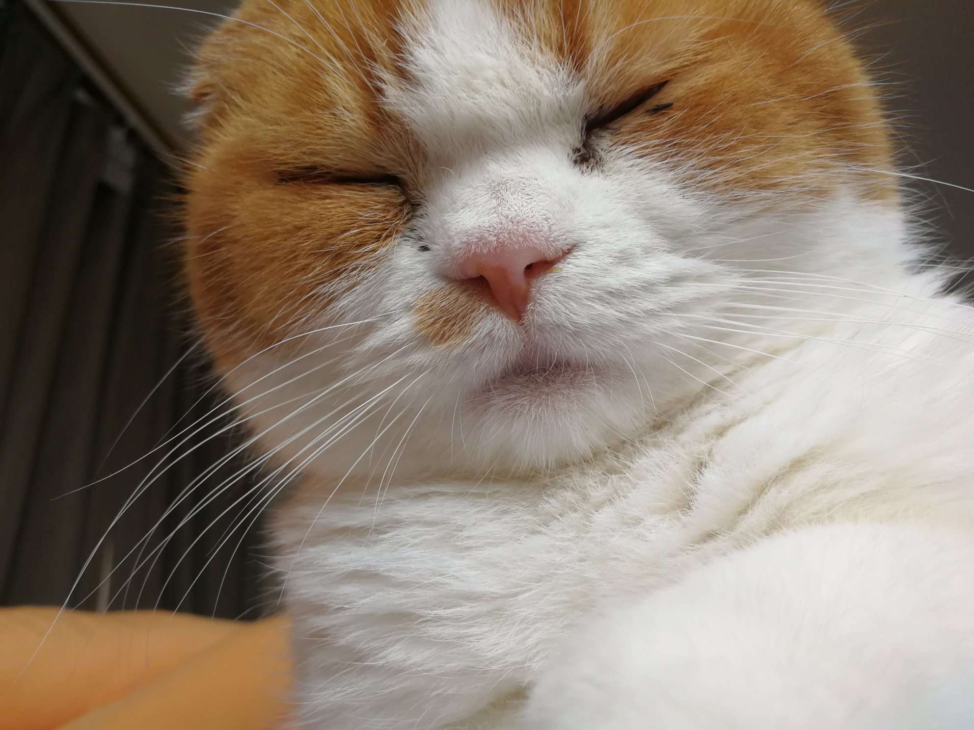 メンバー紹介 永田るいす Trpgからあげ会