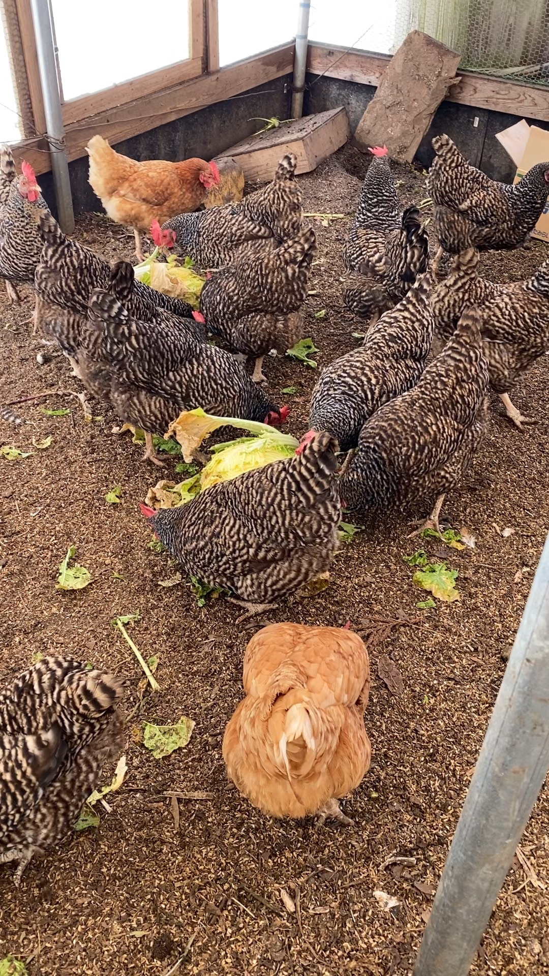 320個入り 宮下養鶏の朝採れ平飼い卵 | infocorrosion.com