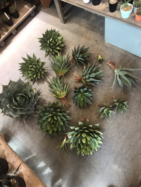 19 2 8アガベ大量入荷 Antidote アンティドート Webサイト