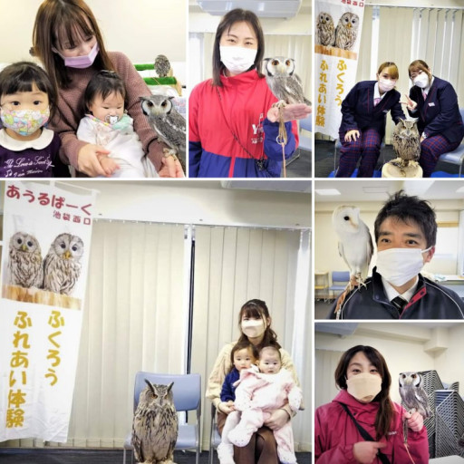移動動物ふれあい体験 体験型フクロウカフェ あうるぱーく フクロウカフェ東京池袋 公式 Owlpark Owlscafe Ikebukuro