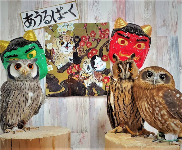 ふくろうカフェ予約 Reservation Owlcafe In Tokyo 東京フクロウ あうるぱーく フクロウカフェ池袋 公式 Owlpark Owl Cafe Ikebukuro