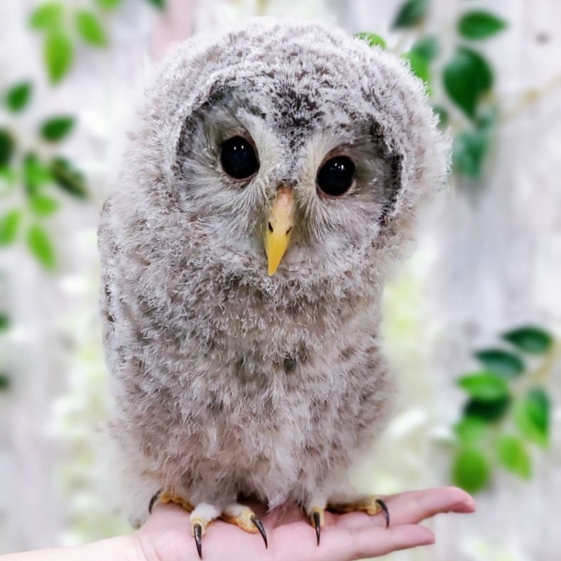 体験型フクロウカフェ あうるぱーく フクロウカフェ東京池袋 公式