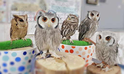 移動動物ふれあい体験 あうるぱーく フクロウカフェ池袋 東京 Owlpark Owl Cafe Ikebukuro 公式