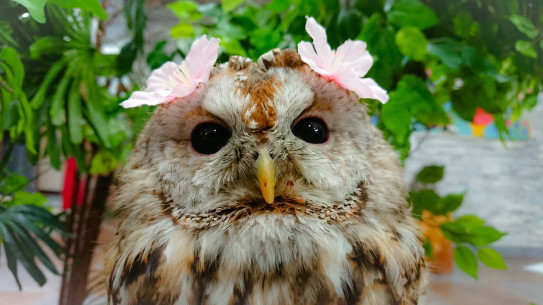 春休みに家族で動物ふれあい体験 あうるぱーく フクロウカフェ池袋 東京 Owlpark Owl Cafe Ikebukuro 公式