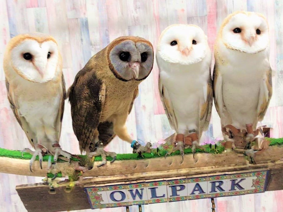 あうるぱーくのメンフクロウ紹介 Barn Owl Introduction あうるぱーく フクロウカフェ池袋 東京 Owlpark Owl Cafe Ikebukuro 公式