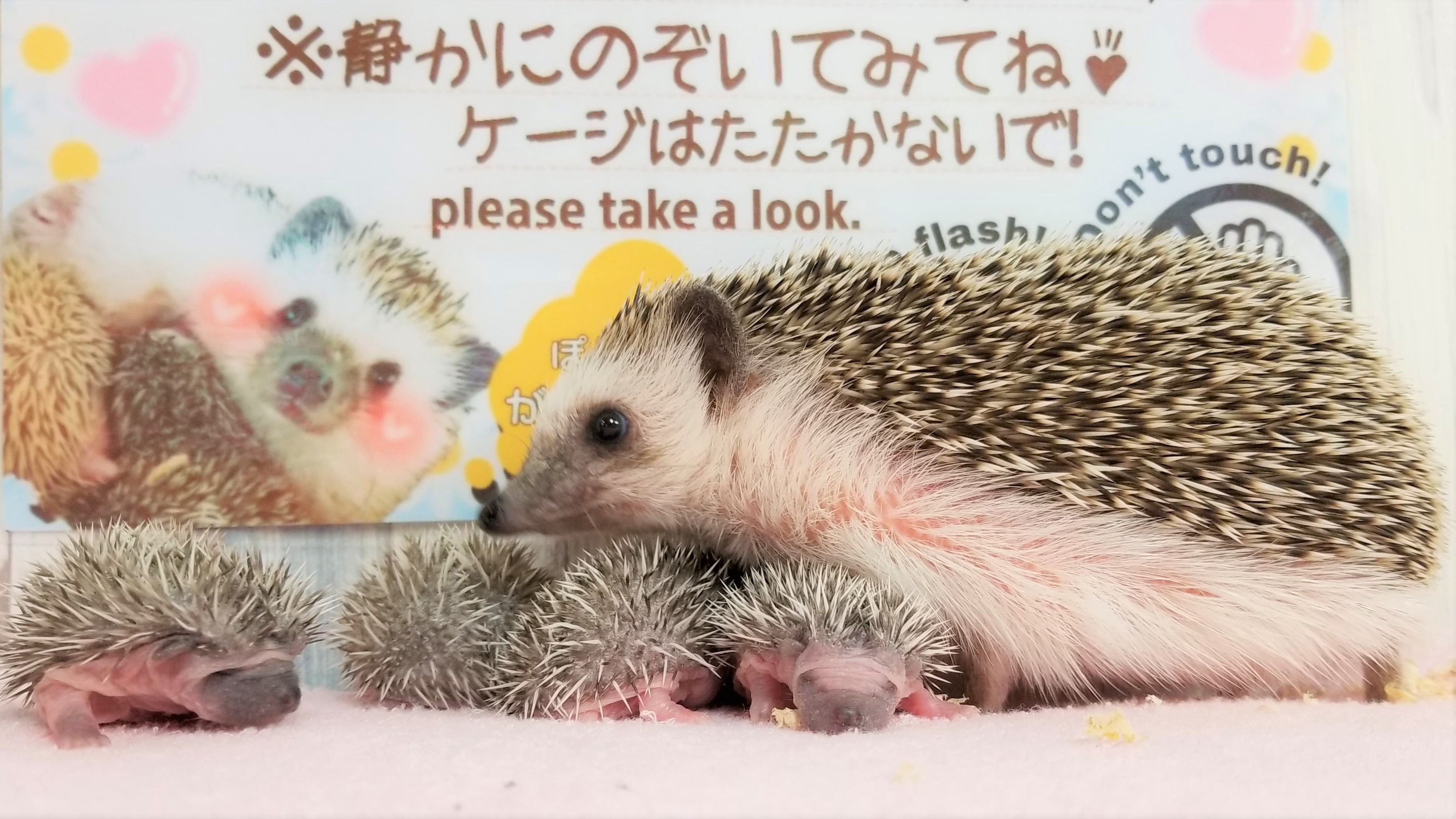 ハリネズミの五つ子ちゃん誕生！あうるぱーくフクロウカフェ | 体験型