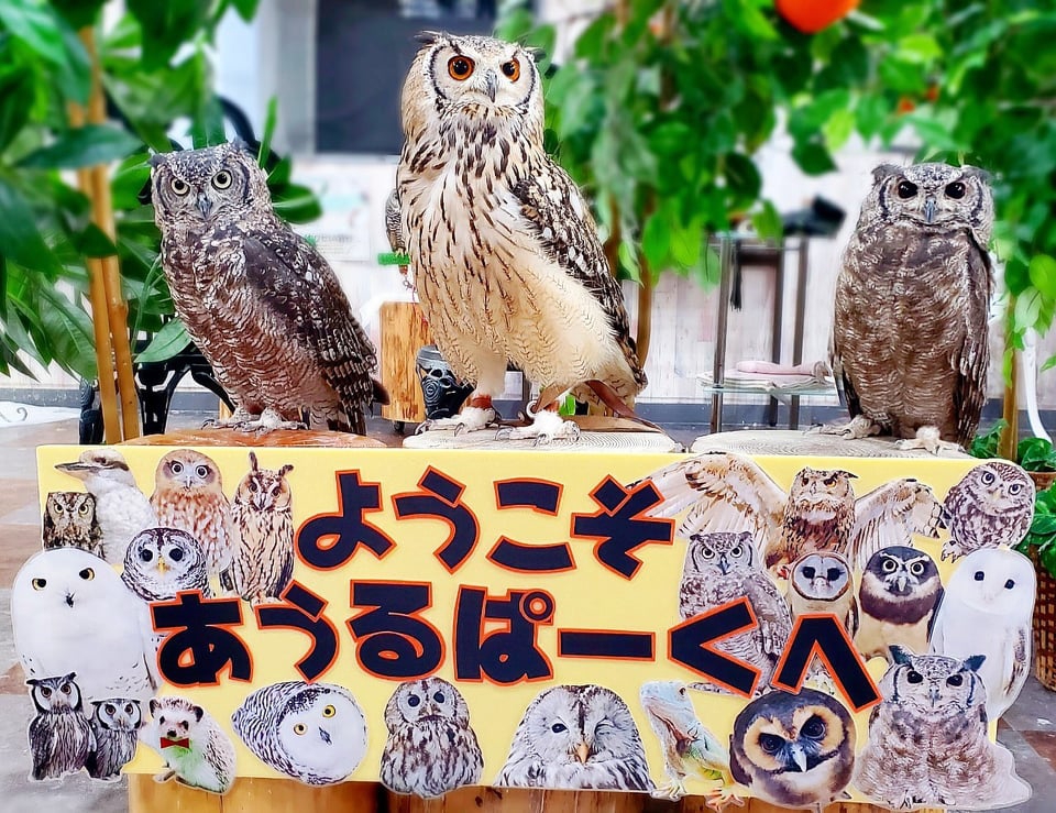 東京フクロウカフェ あうるぱーく フクロウカフェ池袋 公式 Owlpark Owl Cafe Ikebukuro