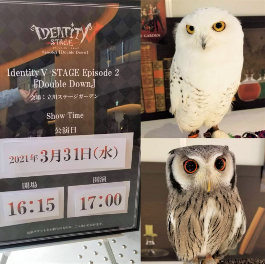 舞台第五人格 Identity V Stage 占い師使い鳥 東京フクロウカフェ あうるぱーく フクロウカフェ池袋 公式 Owlpark Owlscafe Ikebukuro