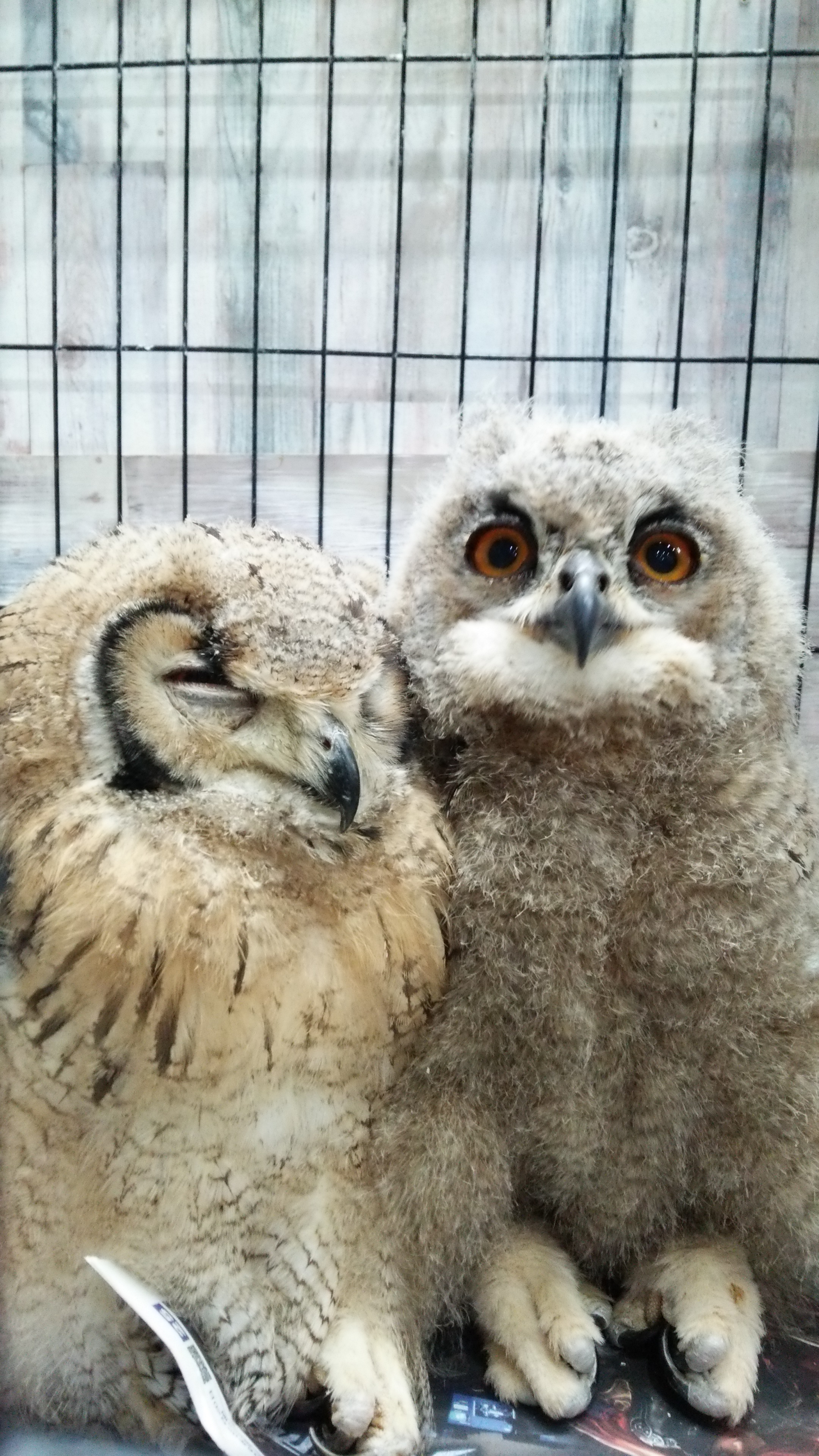 フクロウカフェのふくろうスタッフ仲良し幼馴染ワシミミズク あうるぱーく フクロウカフェ池袋 東京 Owlpark Owl Cafe Ikebukuro 公式