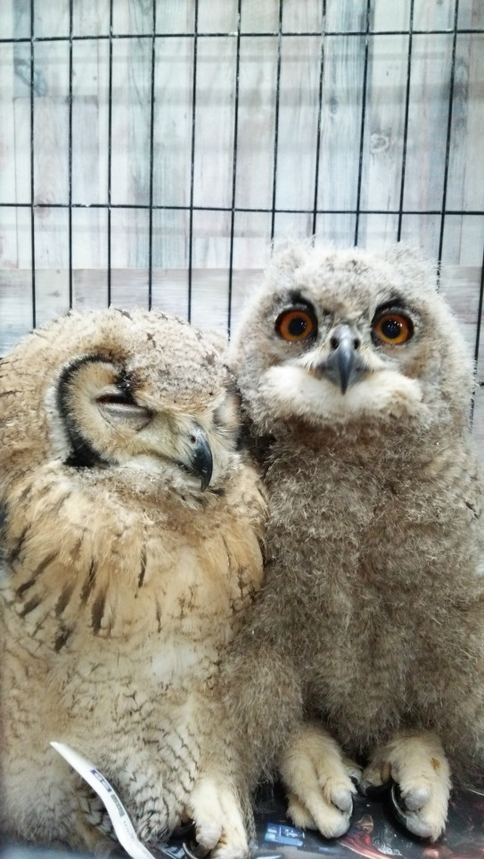 フクロウカフェのふくろうスタッフ仲良し幼馴染ワシミミズク 東京フクロウ あうるぱーく フクロウカフェ池袋 公式 Owlpark Owl Cafe Ikebukuro