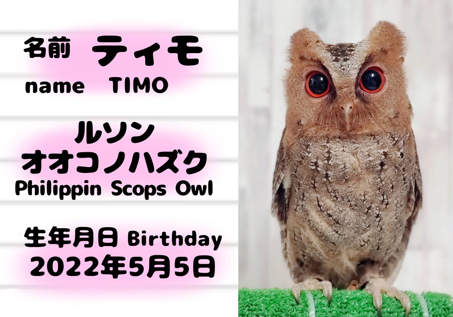 動物スタッフ紹介 フクロウカフェ東京 池袋西口 | 体験型フクロウ