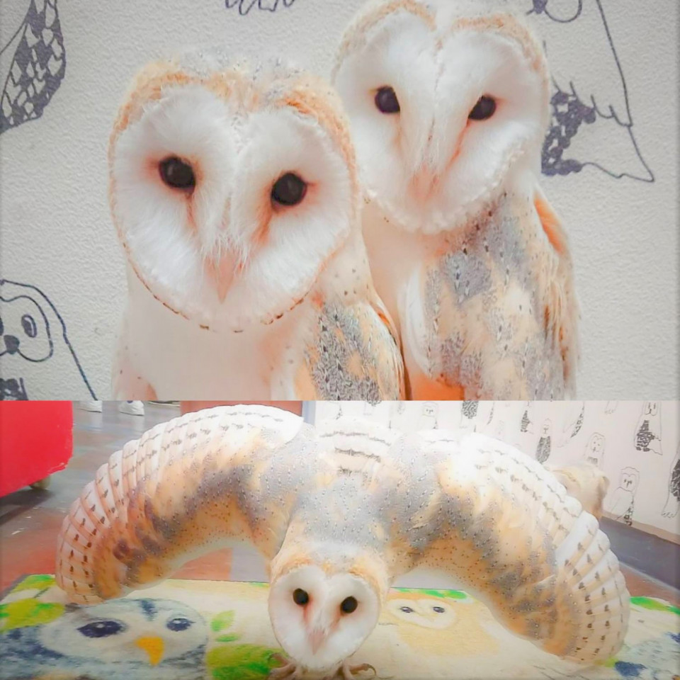 あうるぱーくのメンフクロウ紹介 Barn Owl Introduction あうるぱーく フクロウカフェ池袋 東京 Owlpark Owl Cafe Ikebukuro 公式