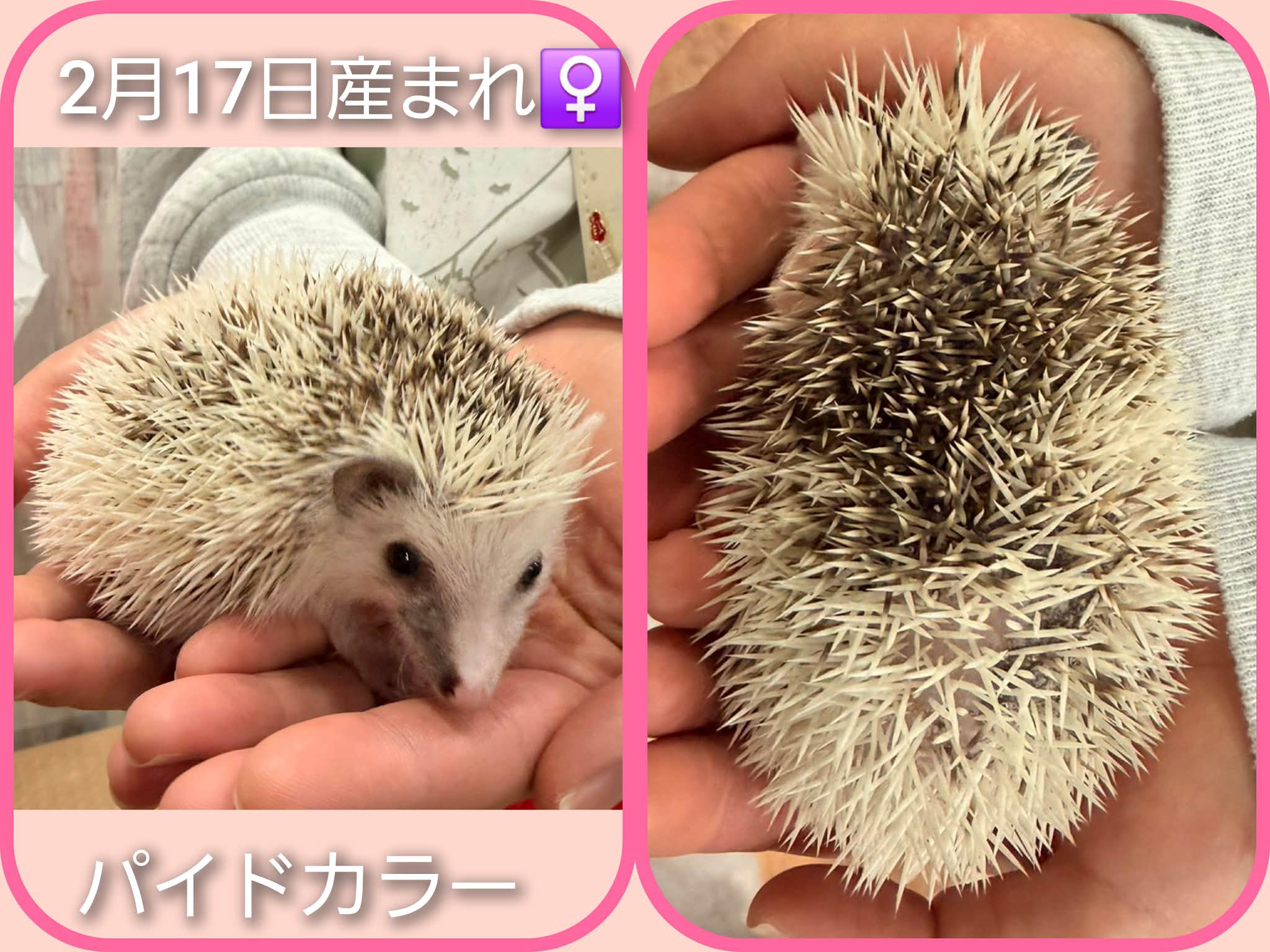 ハリネズミの三つ子ちゃん🦔お迎え募集中 | 体験型フクロウカフェ あう