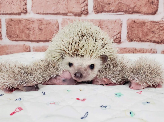 ハリネズミ四つ子の赤ちゃん ベビハリ誕生 体験型フクロウカフェ あうるぱーく フクロウカフェ東京池袋 公式 Owlpark Owlscafe Ikebukuro