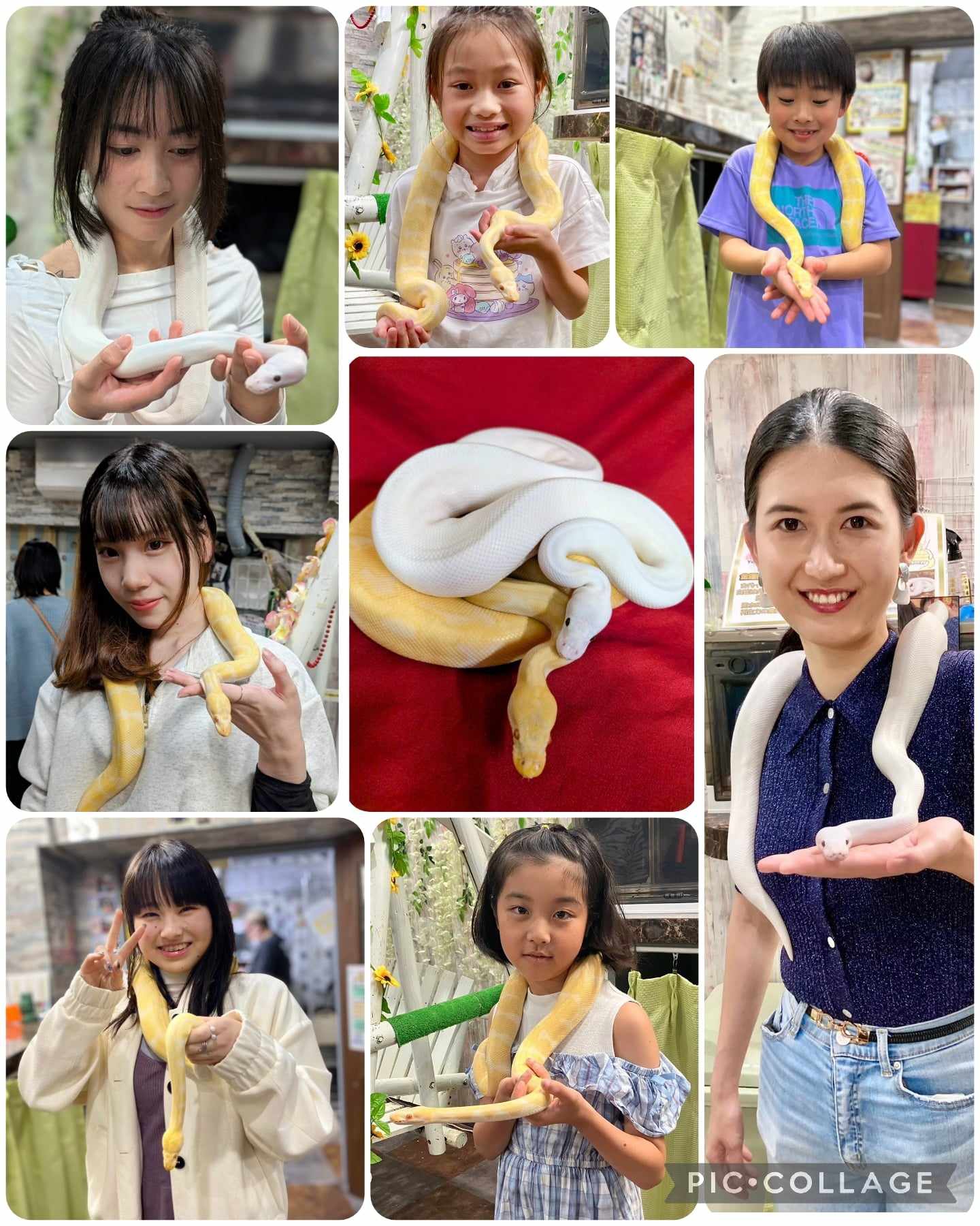 蛇・白蛇】出張ふれあい体験イベント | 体験型フクロウカフェ あうる