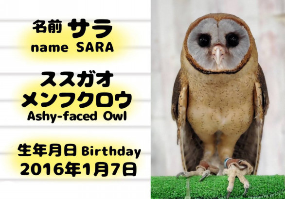 動物スタッフ フクロウカフェ東京池袋 体験型フクロウカフェ あうるぱーく フクロウカフェ東京池袋 公式 Owlpark Owlscafe Ikebukuro