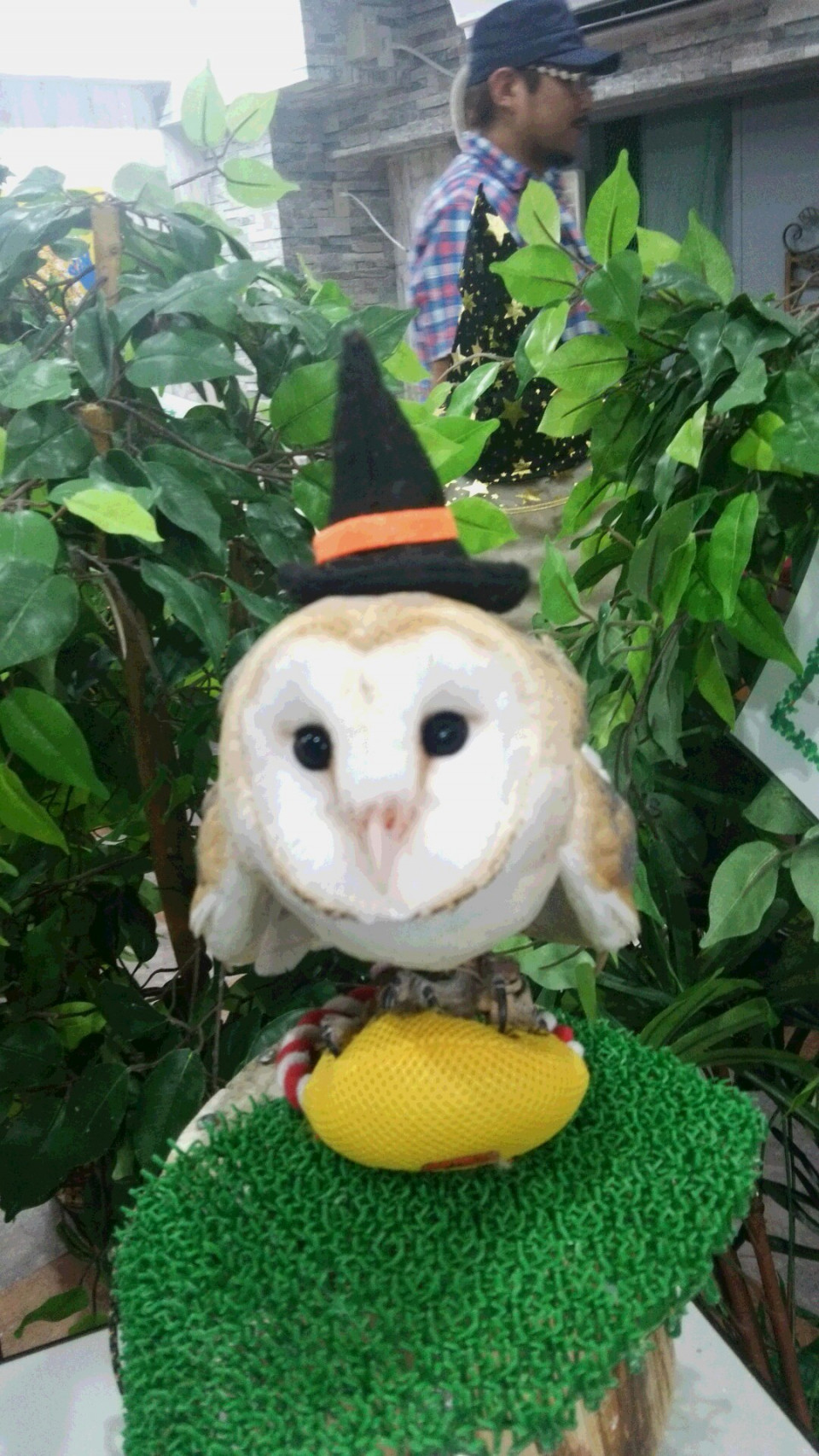 ハロウィンinあうるぱーくフクロウカフェ池袋 あうるぱーく フクロウカフェ池袋 東京 Owlpark Owl Cafe Ikebukuro 公式 ハロウィンinあうるぱーくフクロウカフェ池袋 あうるぱーく フクロウカフェ池袋 東京 Owlpark Owl Cafe Ikebukuro 公式