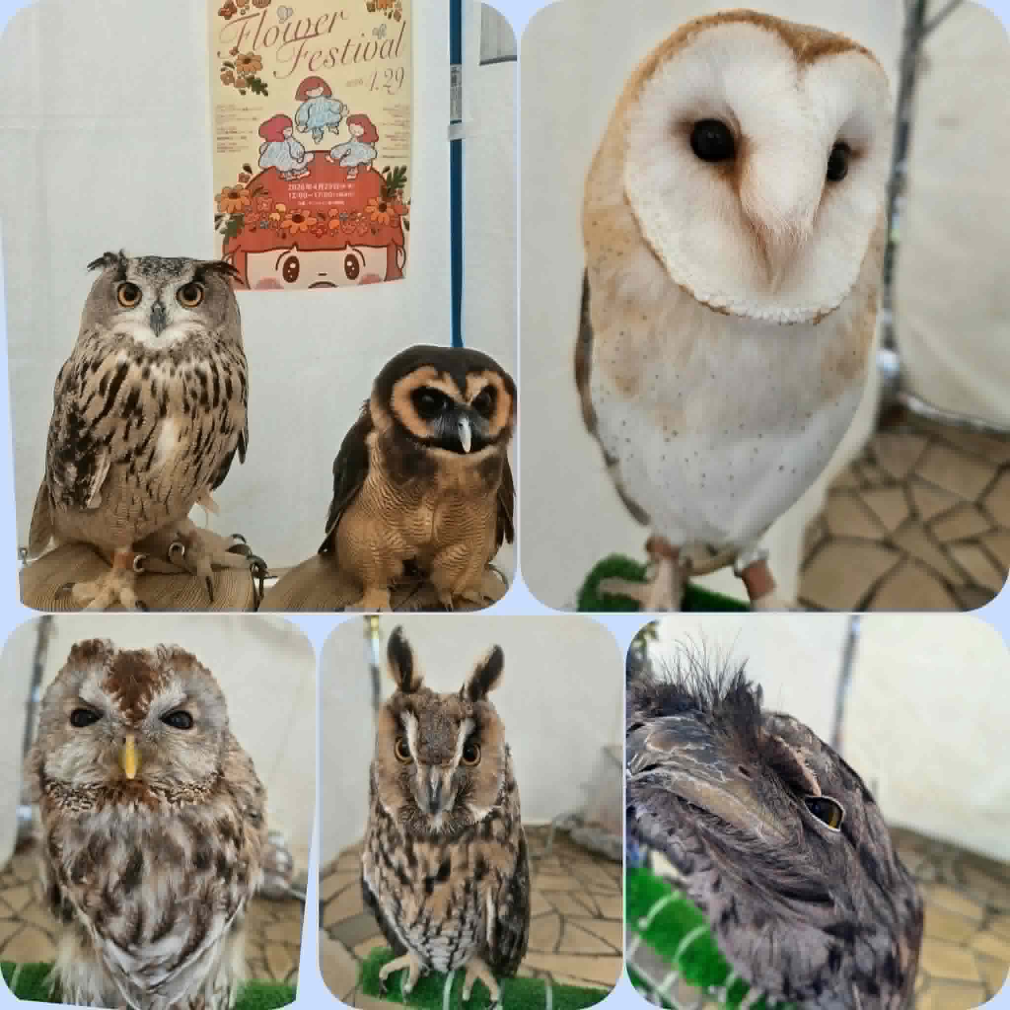 フラワーフェスティバル2026【出張フクロウ】 | 体験型フクロウ