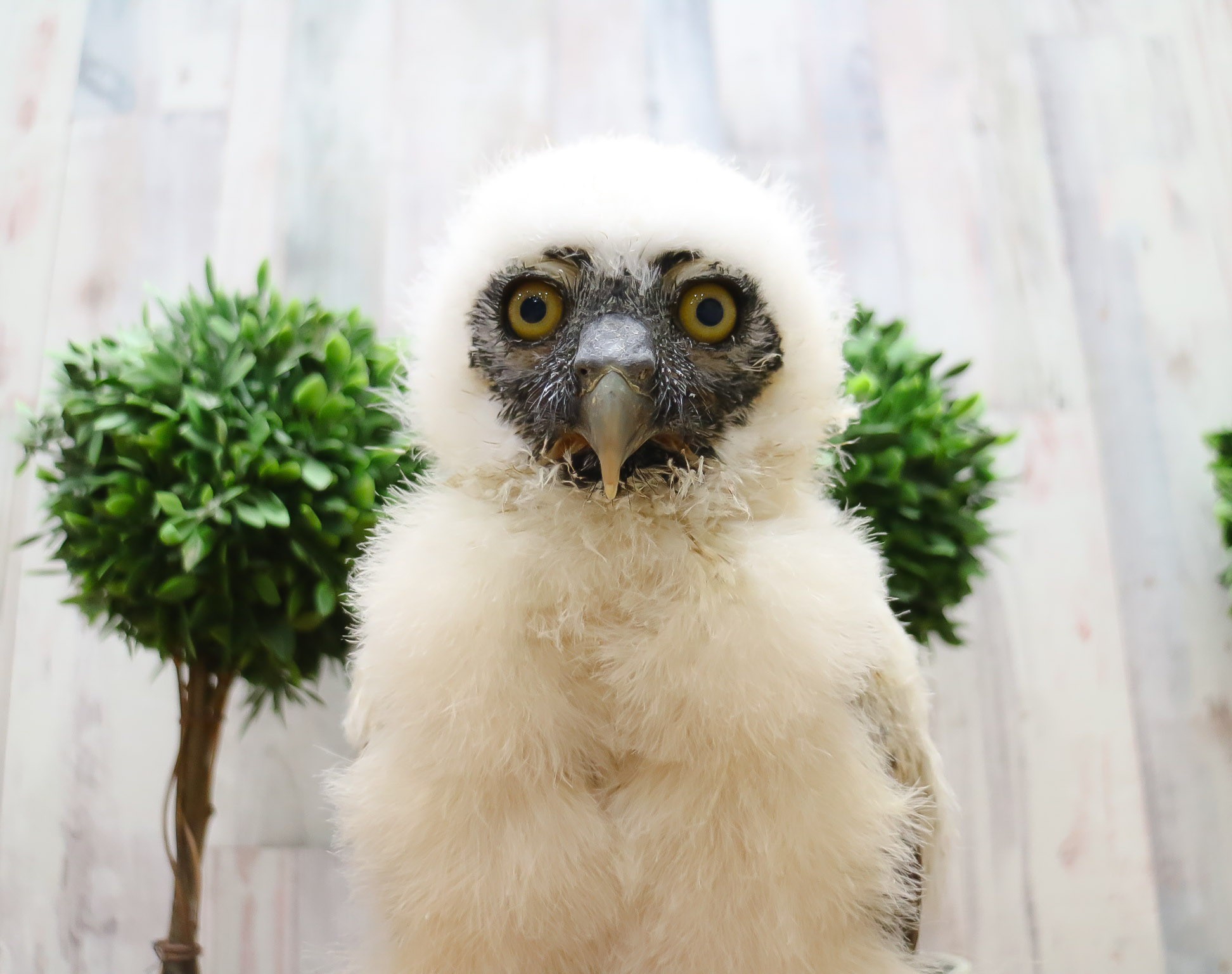 メガネフクロウのひながフクロウカフェに仲間入り あうるぱーく フクロウカフェ池袋 東京 Owlpark Owl Cafe Ikebukuro 公式