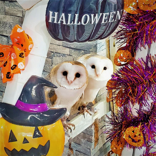 動物カフェのハロウィン フクロウのハロウィンパーティー あうるぱーく フクロウカフェ池袋 東京 Owlpark Owl Cafe Ikebukuro 公式