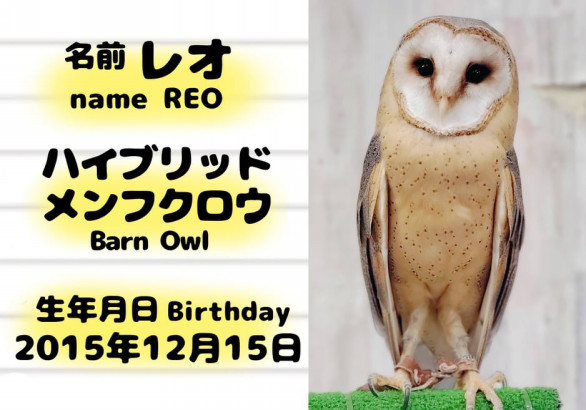 動物スタッフ フクロウカフェ東京池袋 体験型フクロウカフェ あうるぱーく フクロウカフェ東京池袋 公式 Owlpark Owlscafe Ikebukuro