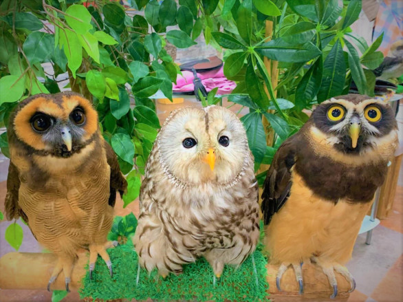 あうるぱーく フクロウカフェ池袋 東京 Owlpark Owl Cafe Ikebukuro 公式