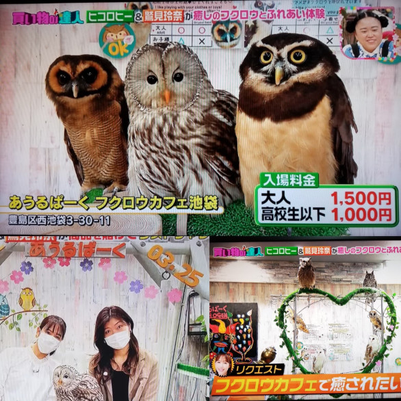 体験型フクロウカフェ あうるぱーく フクロウカフェ東京池袋 公式 Owlpark Owlscafe Ikebukuro