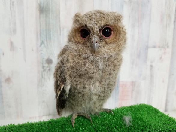 フクロウカフェでイベント 出張ふくろう 各種取材 撮影 移動フクロウカフェ あうるぱーく フクロウカフェ池袋 東京 Owlpark Owl Cafe Ikebukuro 公式